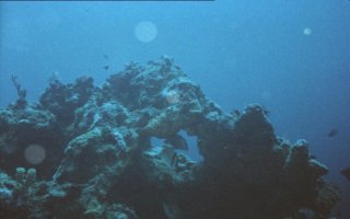 Coral Head with hole through it